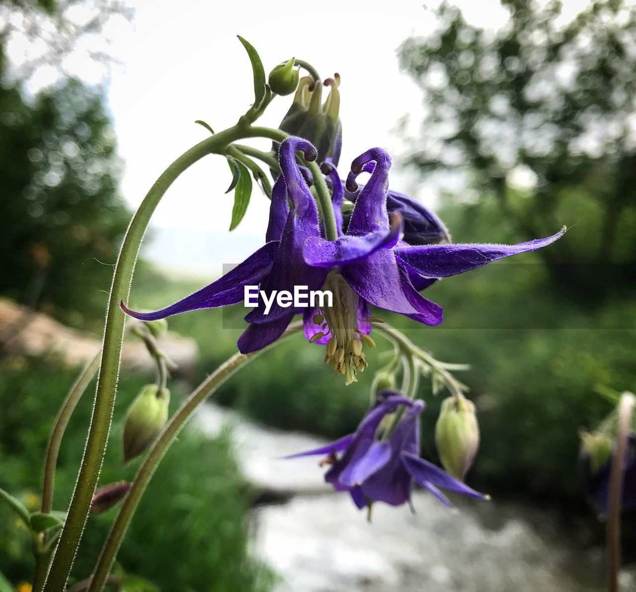 CLOSE-UP OF PURPLE FLOWER