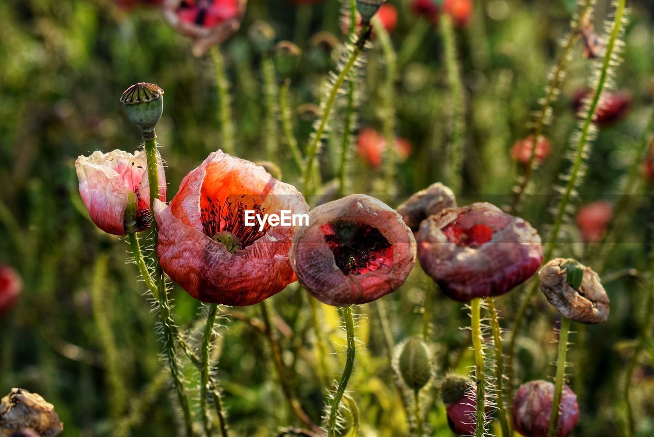 Close-up of  poppies.