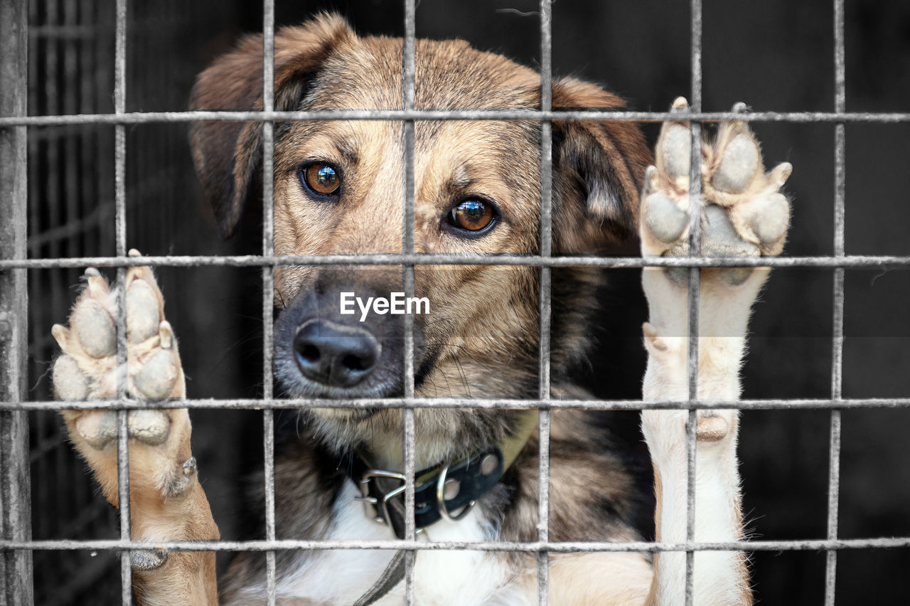 Dog in animal shelter waiting for adoption. portrait of homeless dog in animal shelter cage