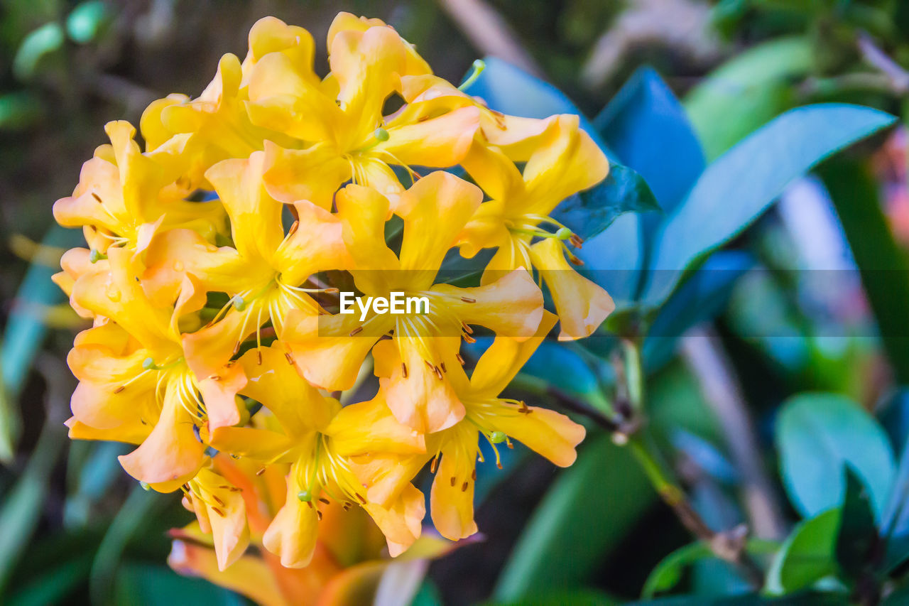 CLOSE-UP OF YELLOW FLOWER