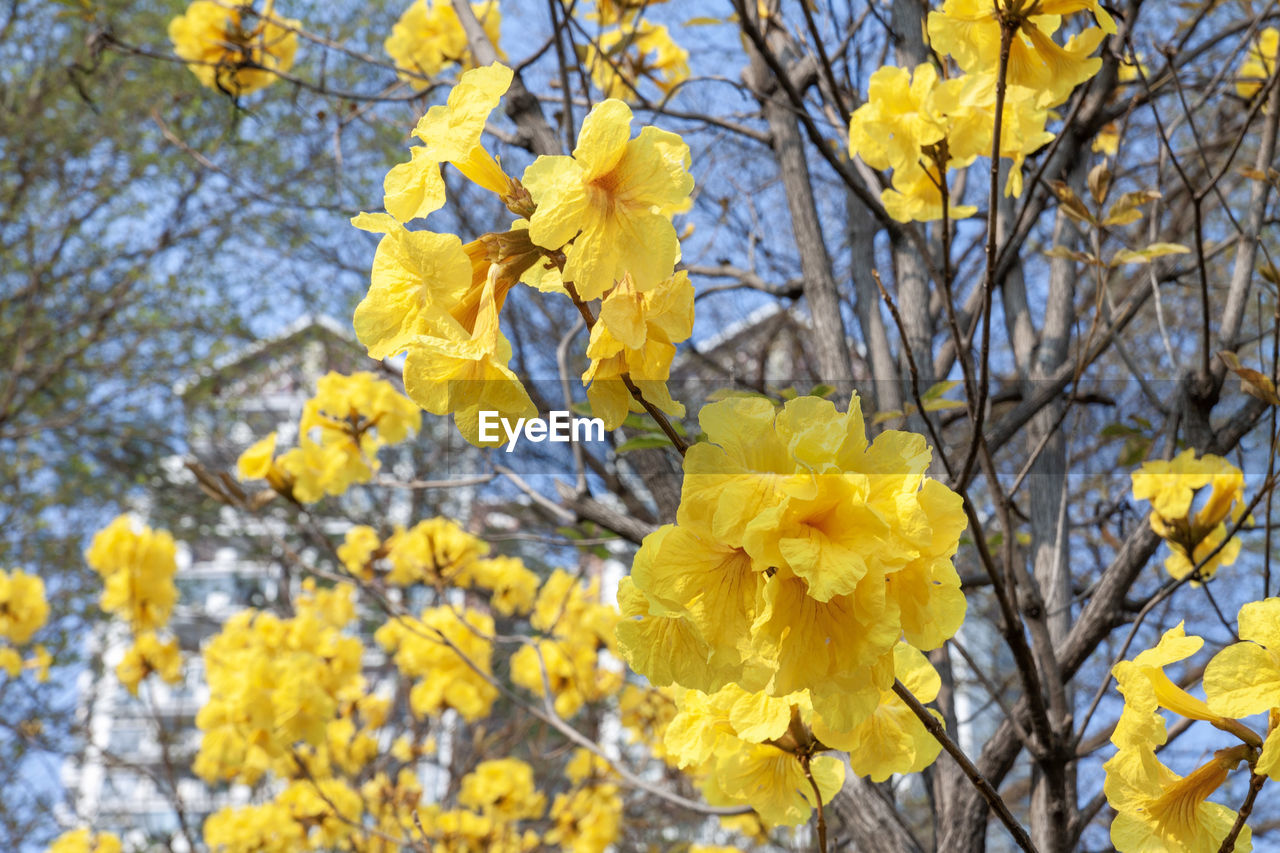 LOW ANGLE VIEW OF YELLOW FLOWERING PLANTS