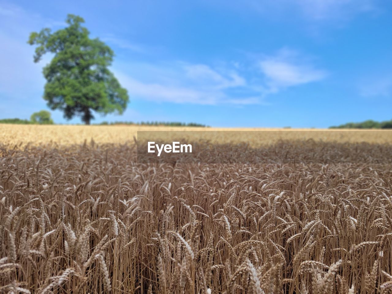 landscape, agriculture, field, plant, land, sky, crop, rural scene, cereal plant, environment, food, nature, growth, cloud, farm, scenics - nature, wheat, beauty in nature, no people, day, summer, horizon, horizon over land, prairie, tranquility, barley, soil, blue, food grain, outdoors, plain, grassland, tranquil scene, tree, corn, urban skyline, harvesting, food and drink