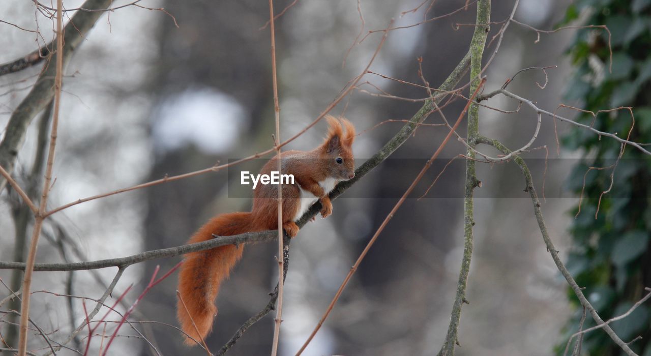 Close-up of squirrel perching on branch