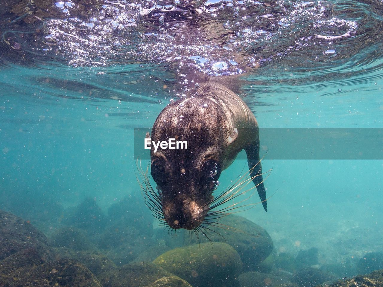 SWIMMING UNDERWATER