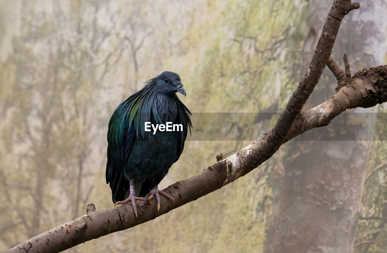 bird, animal themes, animal, animal wildlife, wildlife, perching, one animal, tree, branch, beak, plant, nature, no people, outdoors, black, full length, day, raven, focus on foreground