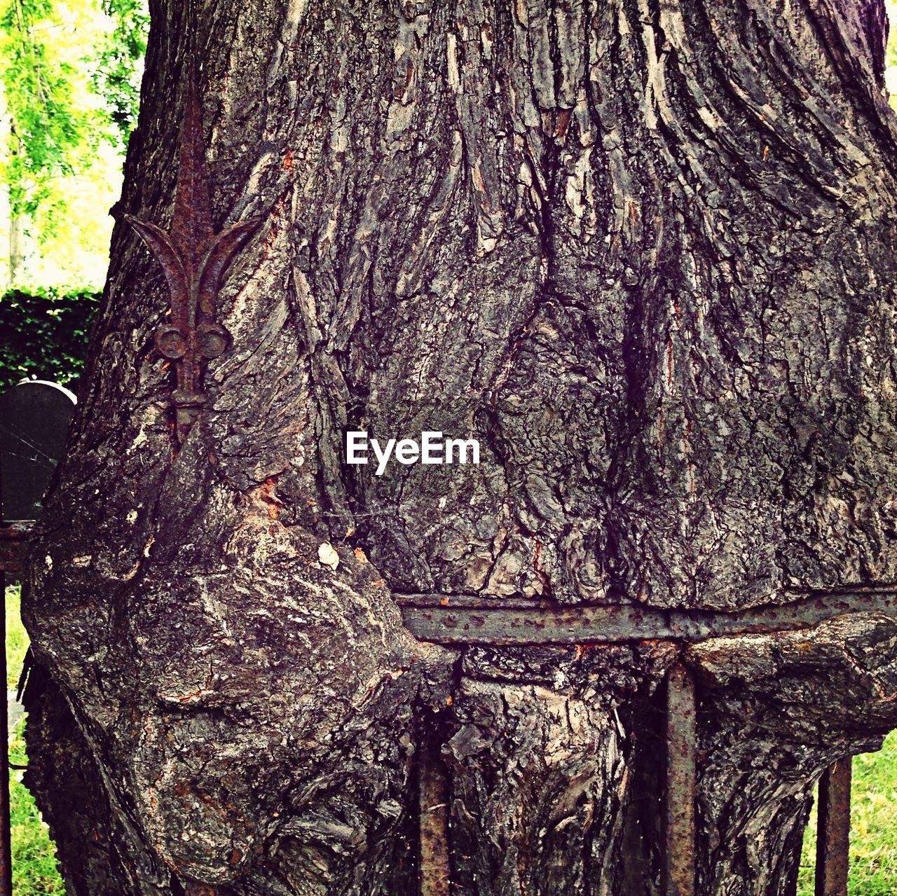 Fence cuts into bark of growing tree trunk