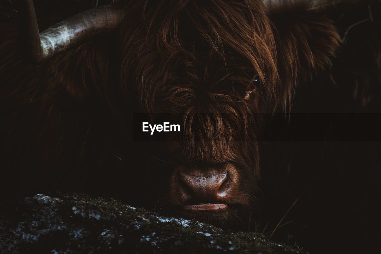 Close-up of highland cattle