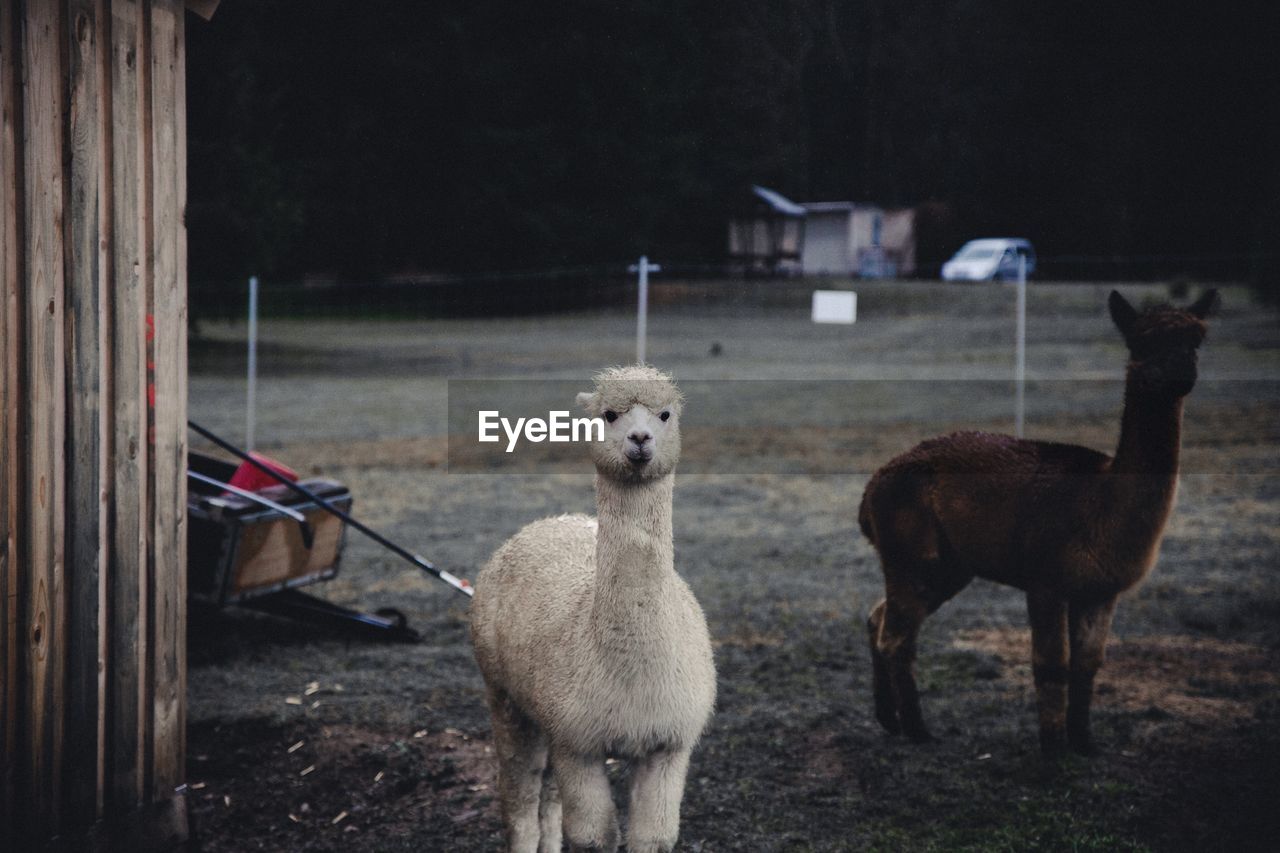 Llamas standing on field