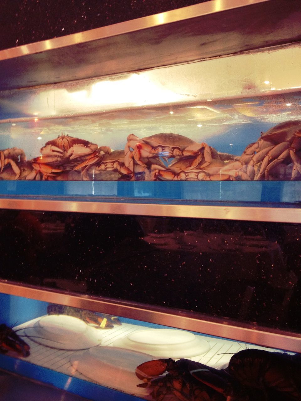 Close-up of crabs in aquarium at restaurant