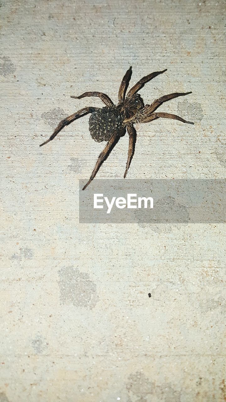 High angle view of spider on wall