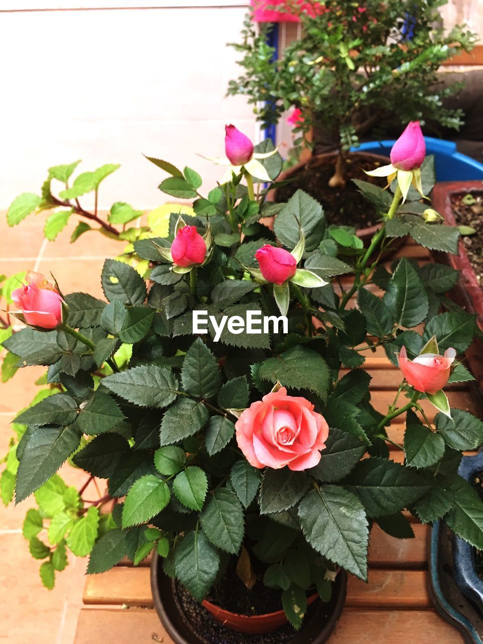 CLOSE-UP OF POTTED FLOWERS BLOOMING ON PLANT