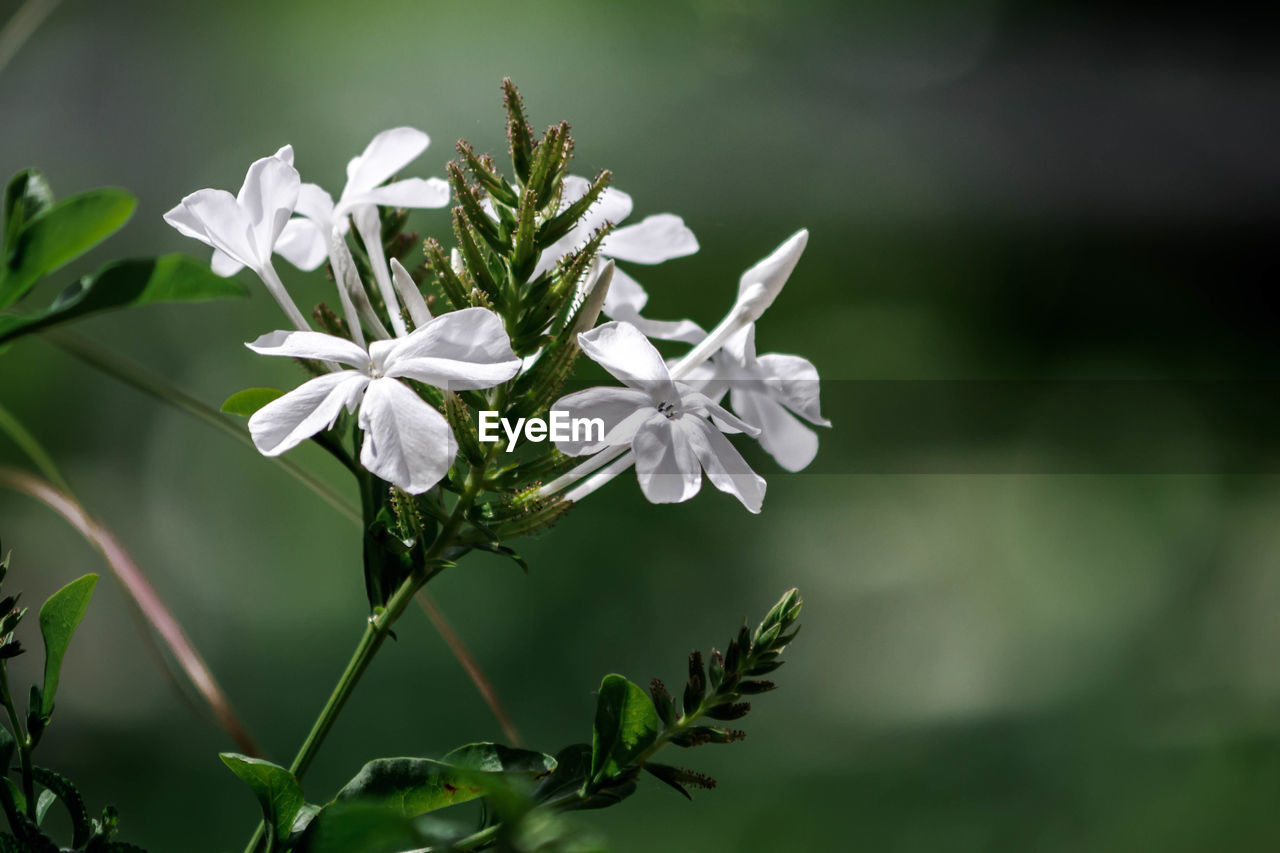 Close-up of white flowers blooming in park