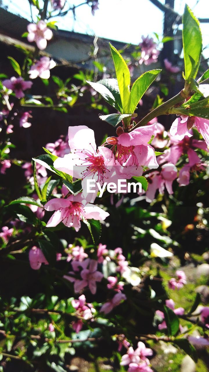 CLOSE-UP OF PINK FLOWERS BLOOMING IN PARK