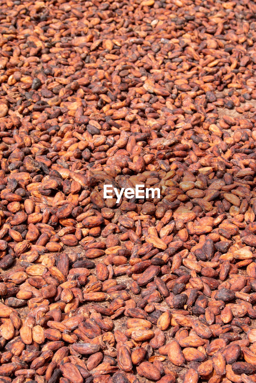 Texture of cocoa nuts that are drying in the sun