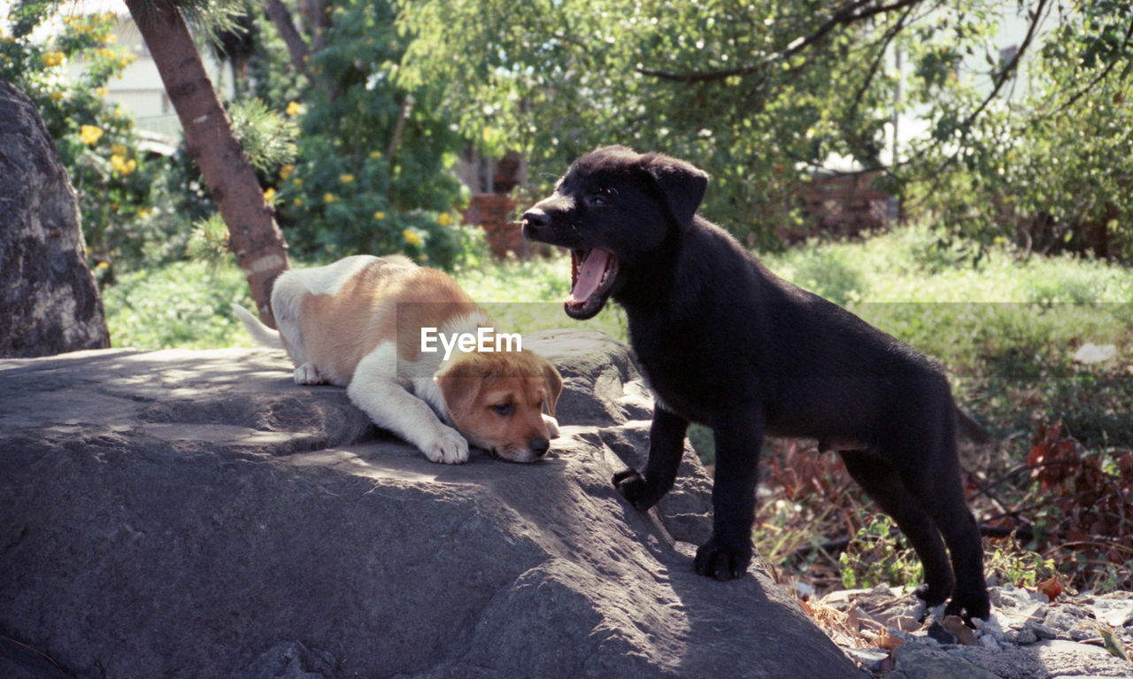 close-up of dog standing on rock