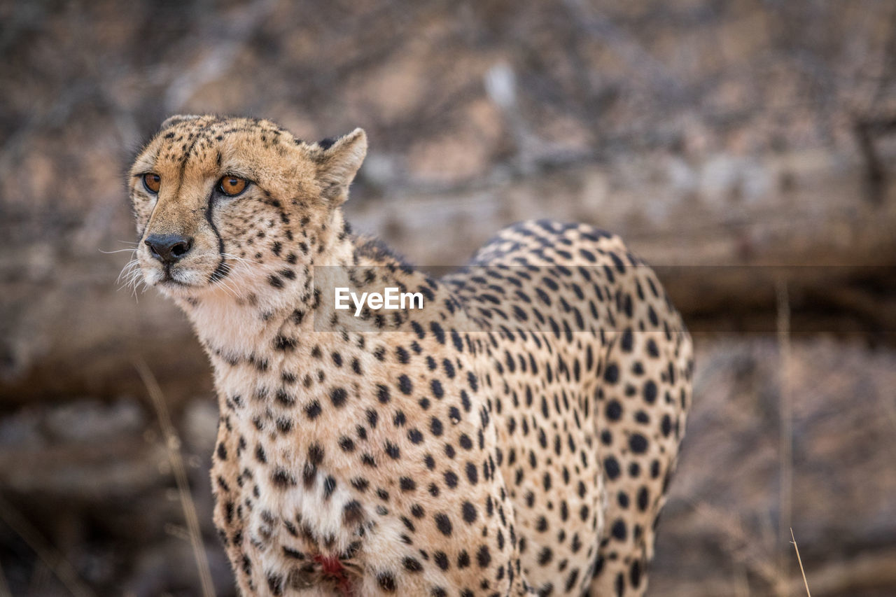 Close-up of cheetah standing in forest