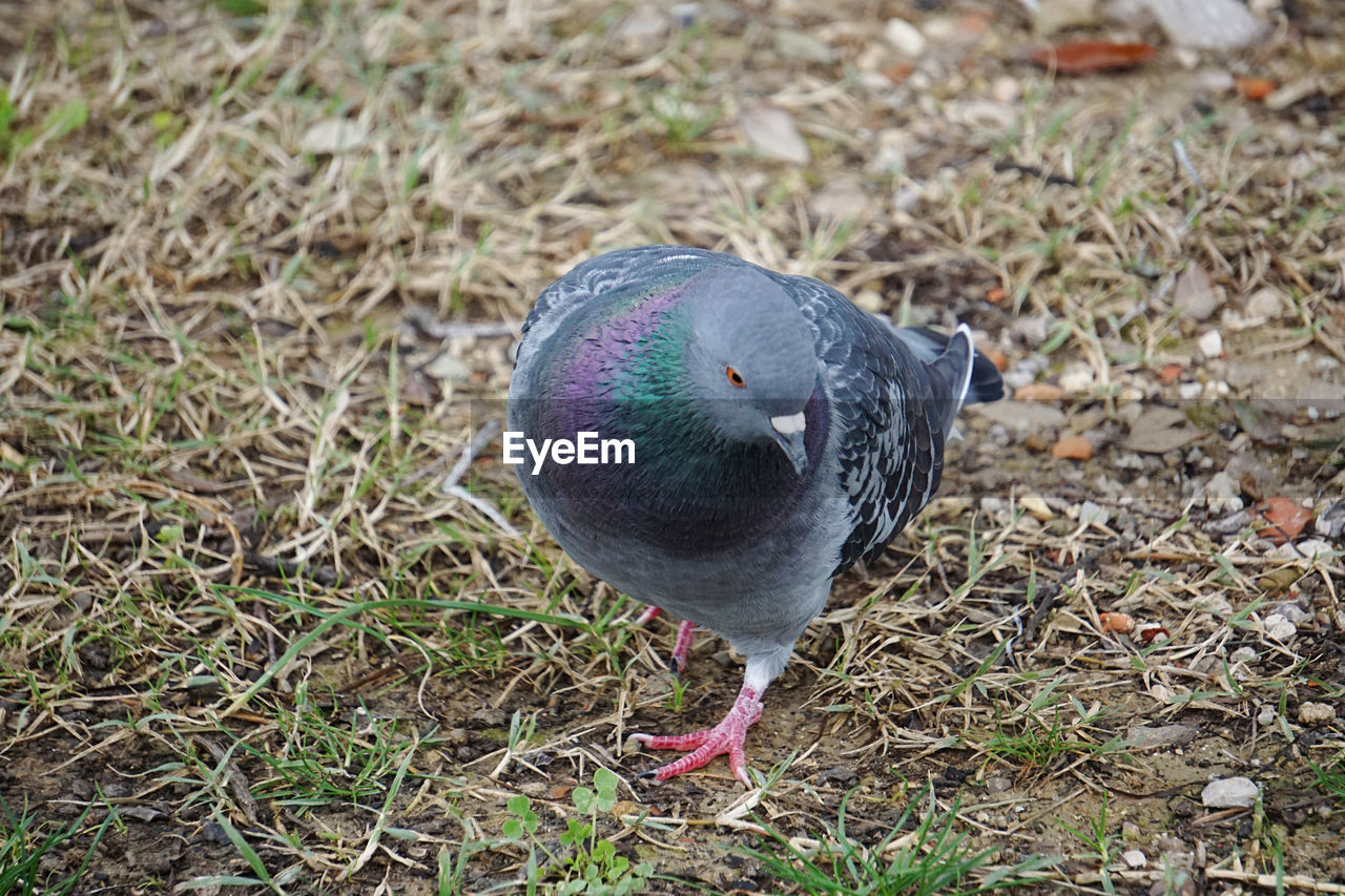 HIGH ANGLE VIEW OF PIGEON PERCHING ON A FIELD