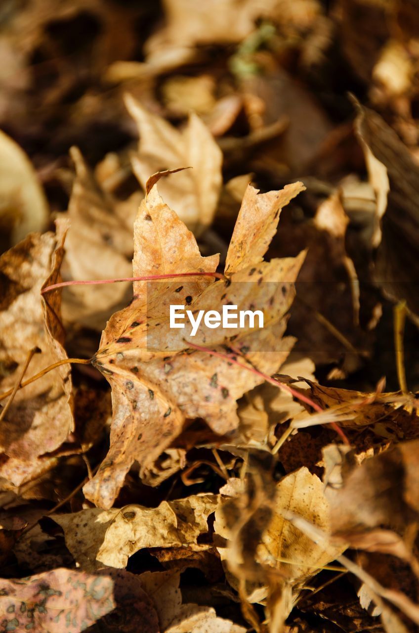 CLOSE-UP OF MAPLE LEAVES DURING AUTUMN