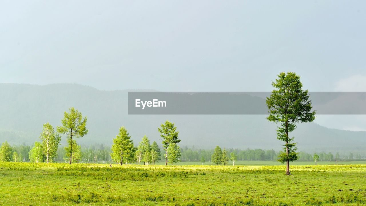 Trees growing on field against sky in foggy weather