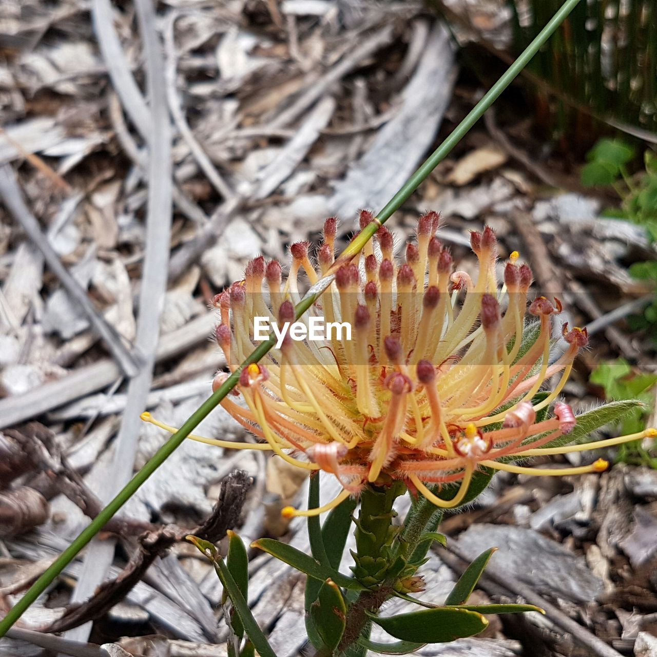 CLOSE-UP OF FLOWER GROWING ON PLANT