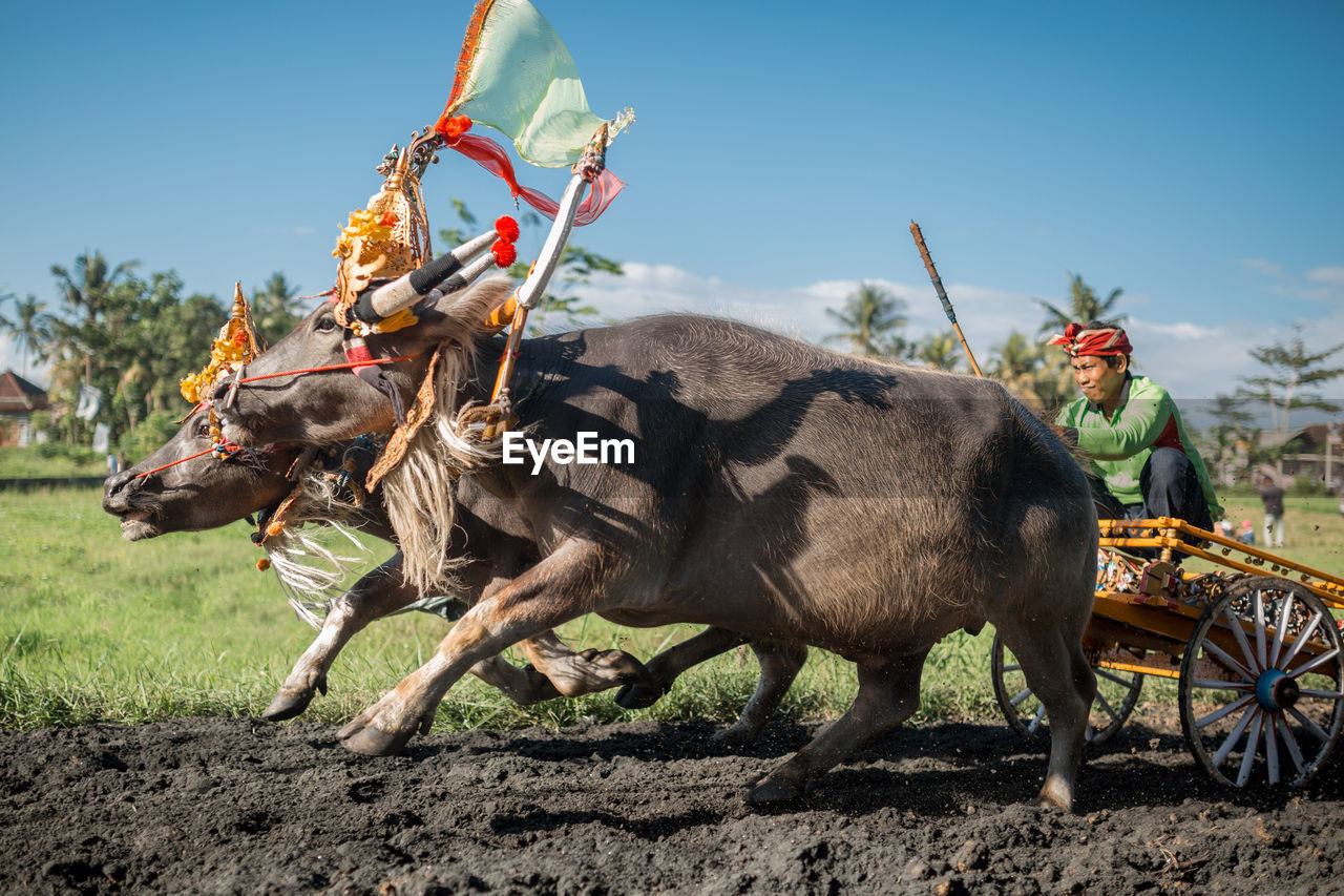 VIEW OF HORSE ON GROUND