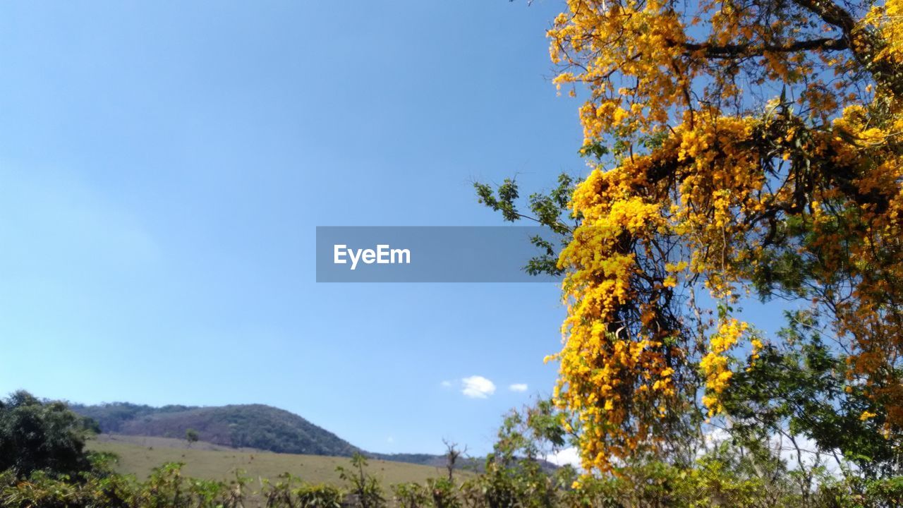 LOW ANGLE VIEW OF TREE AGAINST BLUE SKY