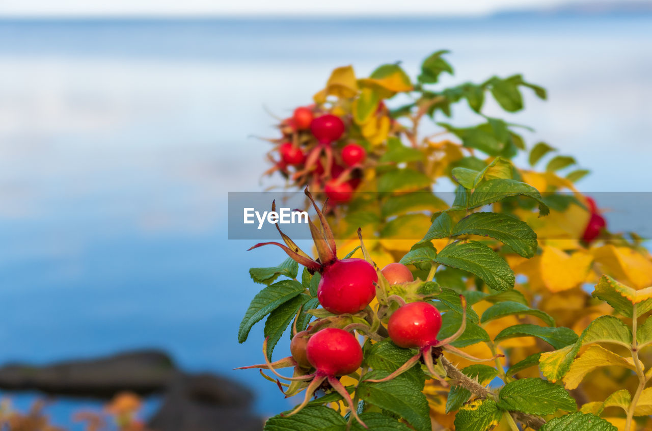 CLOSE-UP OF RED BERRIES GROWING ON PLANT