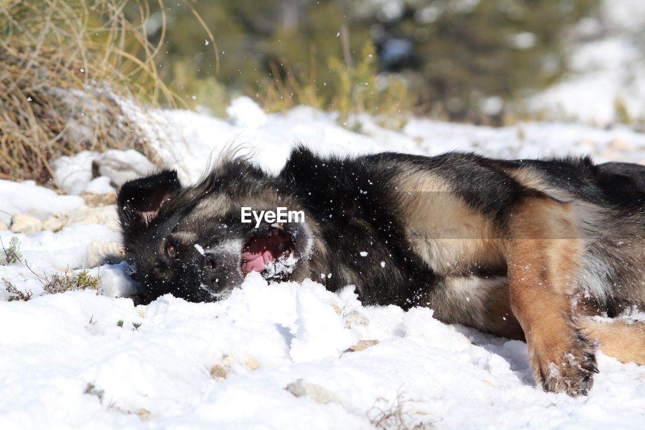 DOG IN SNOW