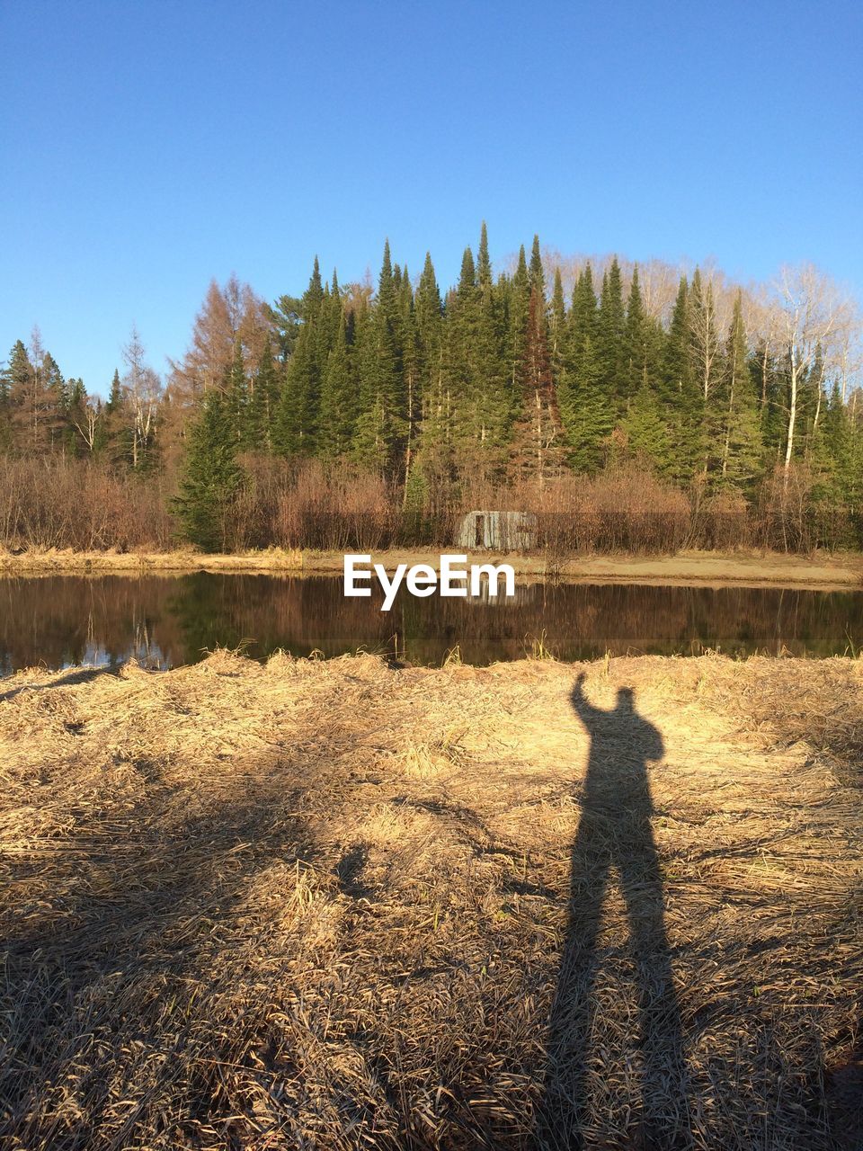 SHADOW OF MAN ON TREE BY WATER