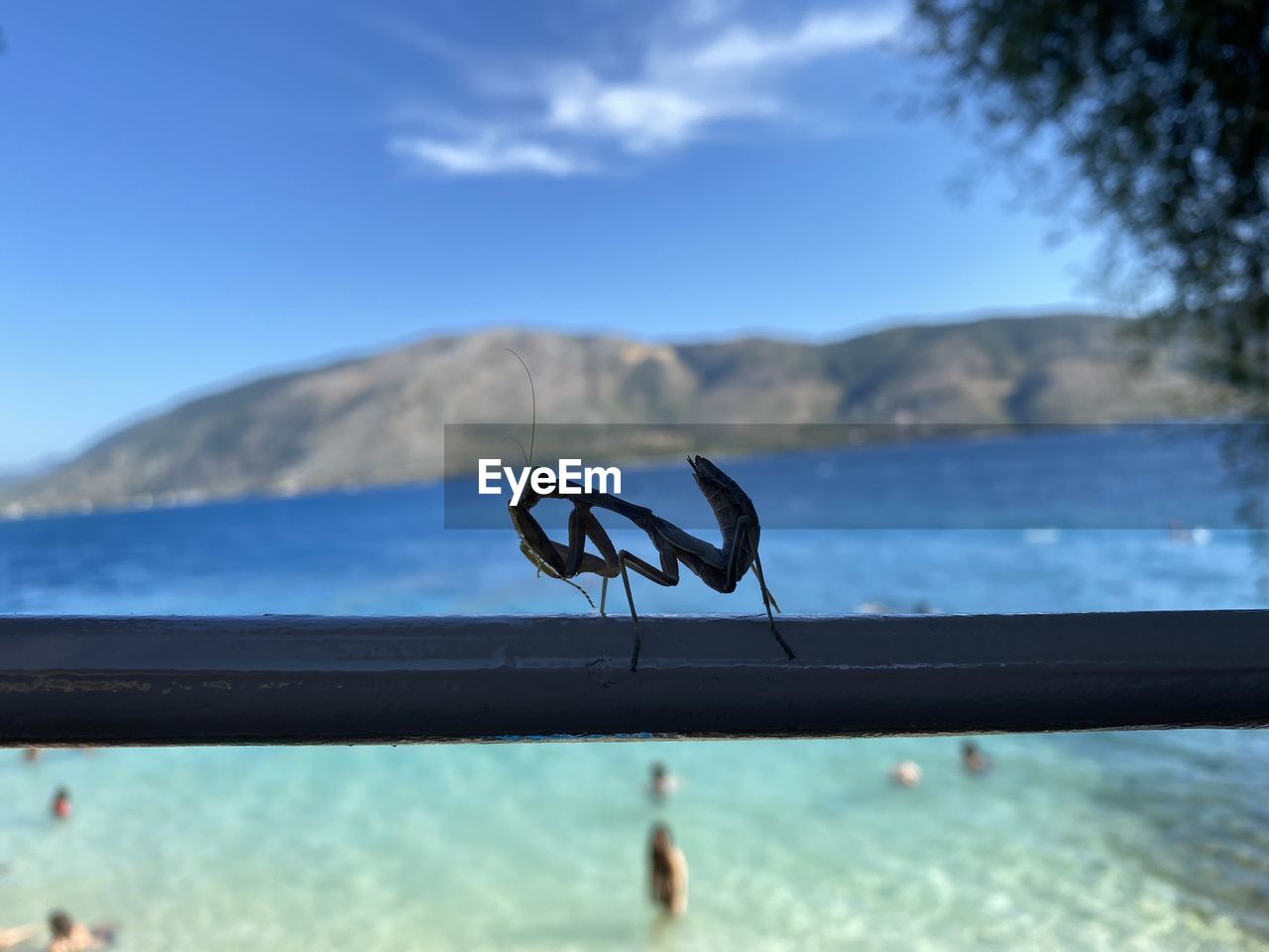 CLOSE-UP OF A HORSE AGAINST THE SEA