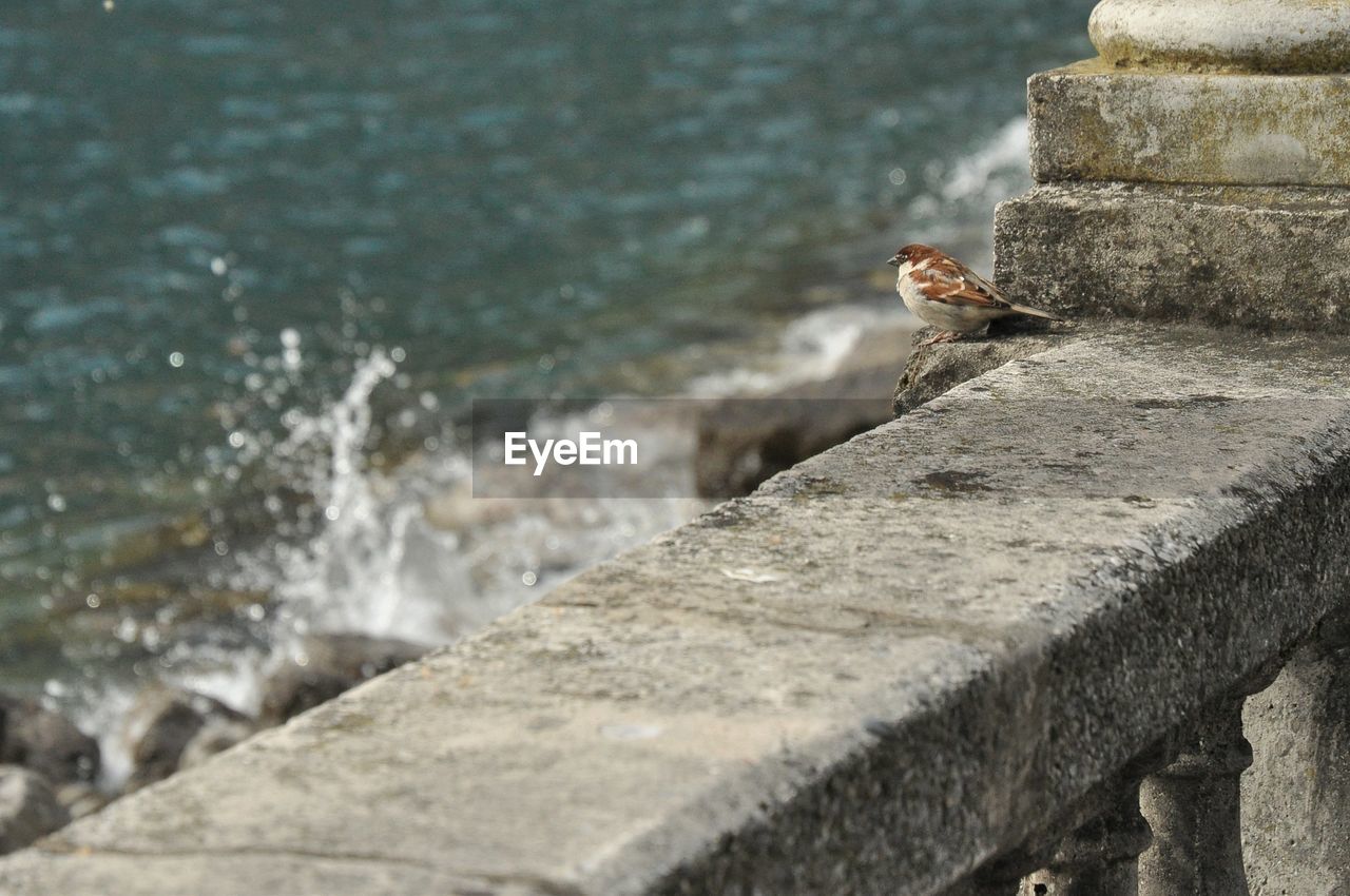 Sparrow perching on railing by sea