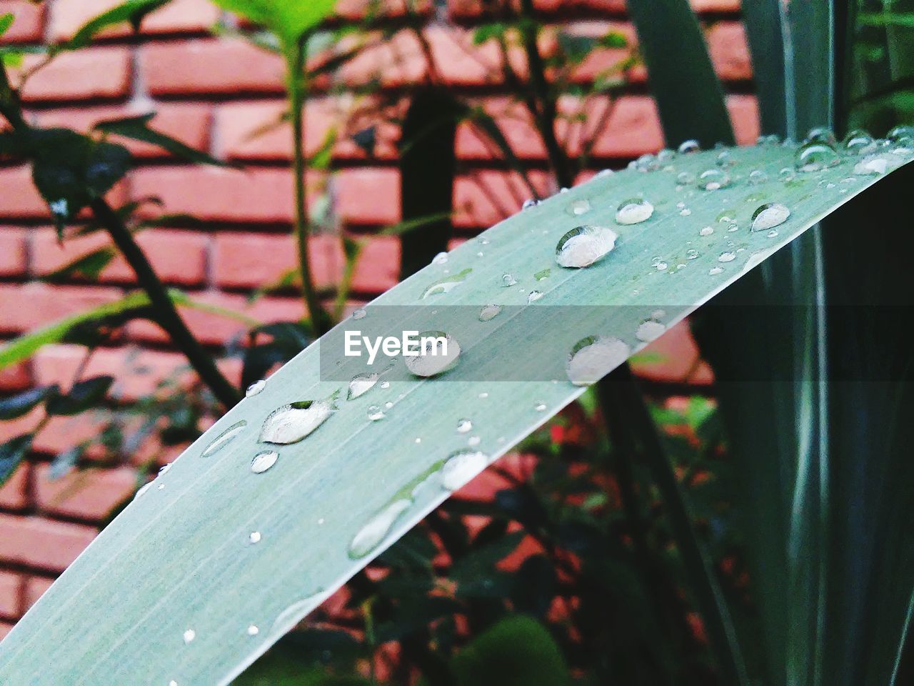 Close-up of raindrops on leaf