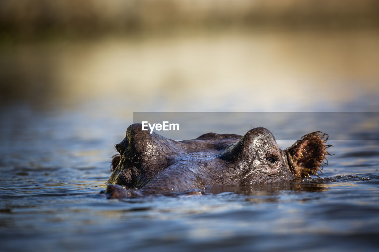 CLOSE-UP OF ANIMAL SWIMMING IN WATER