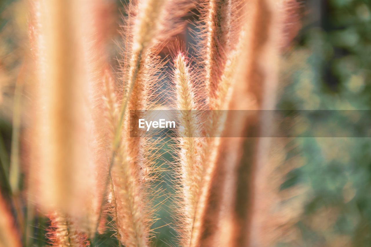 Close-up of crop growing on field