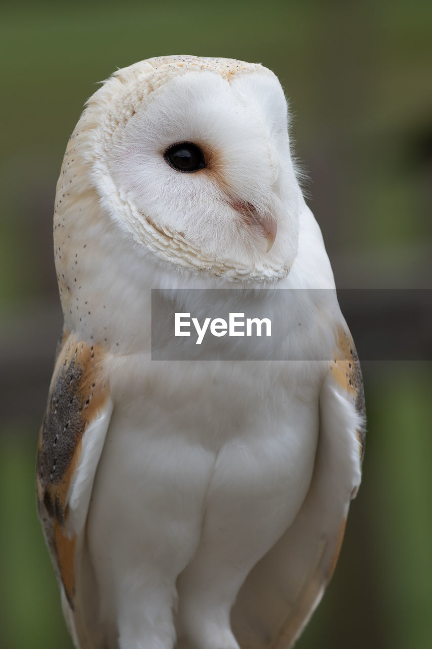 Close up of a barn owl 