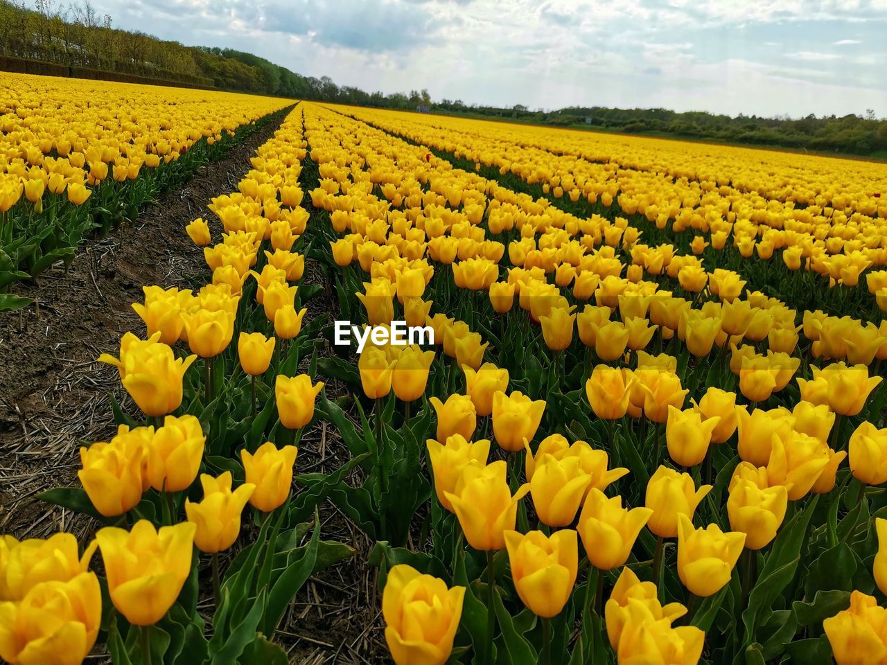 YELLOW FLOWERS ON FIELD