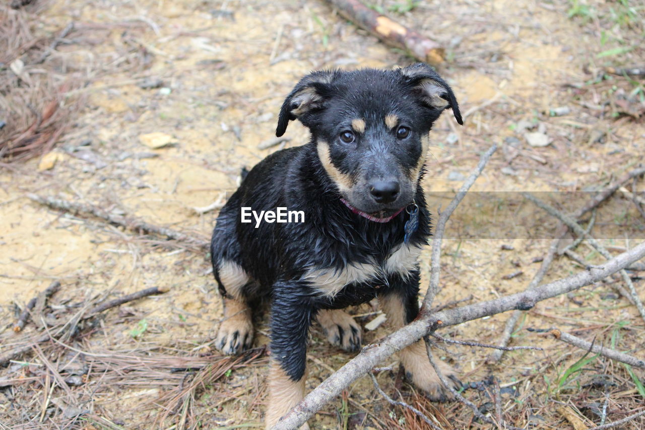 High angle view of wet puppy with branch