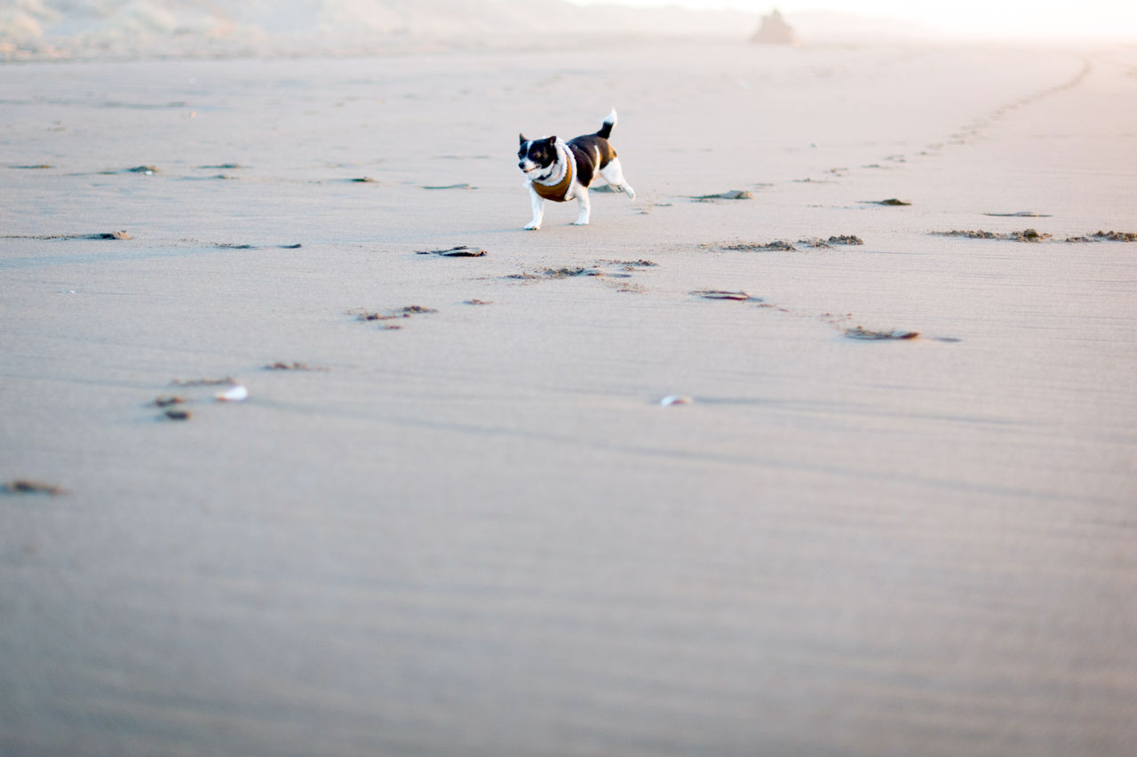 Mexican chiuhuahua running on sandy beach