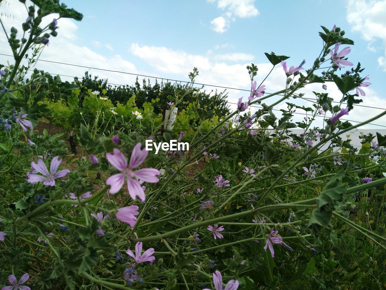 CLOSE-UP OF PURPLE FLOWERING PLANTS ON LAND