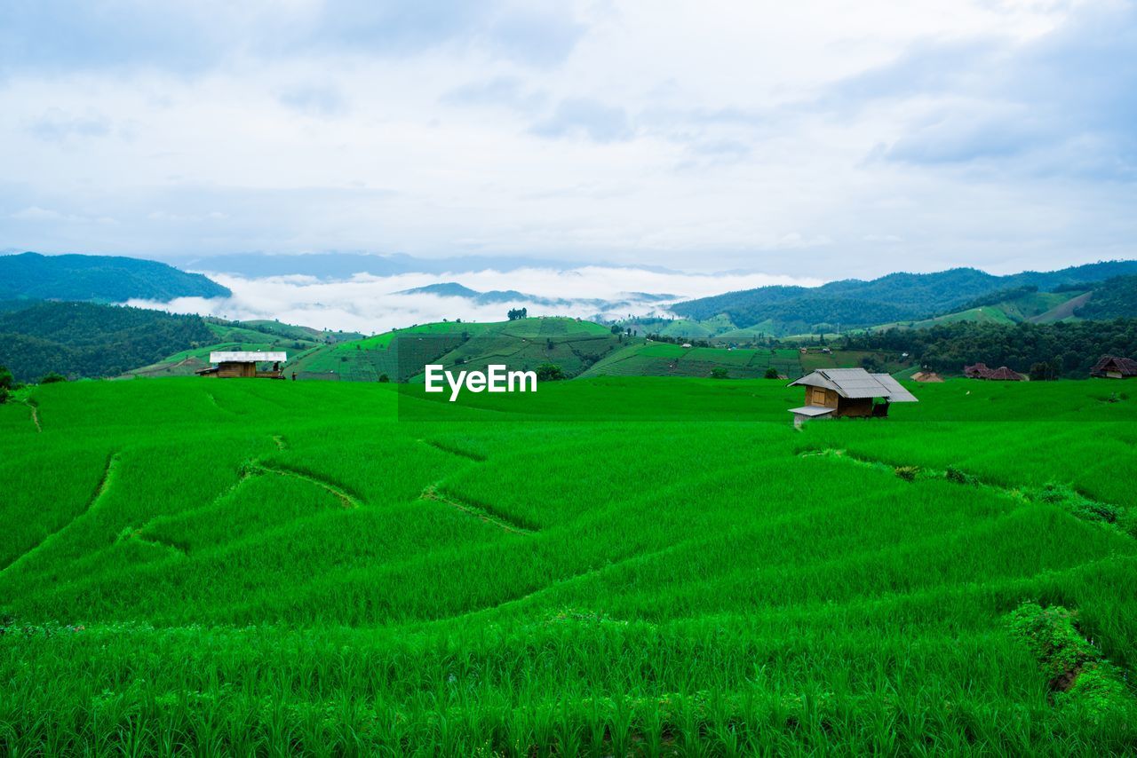 Scenic view of agricultural field against sky