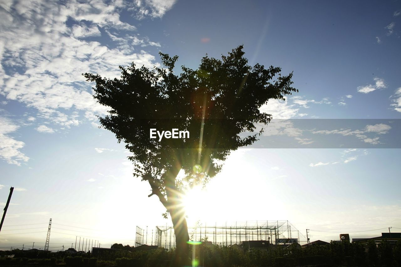 Silhouette tree on field against sky