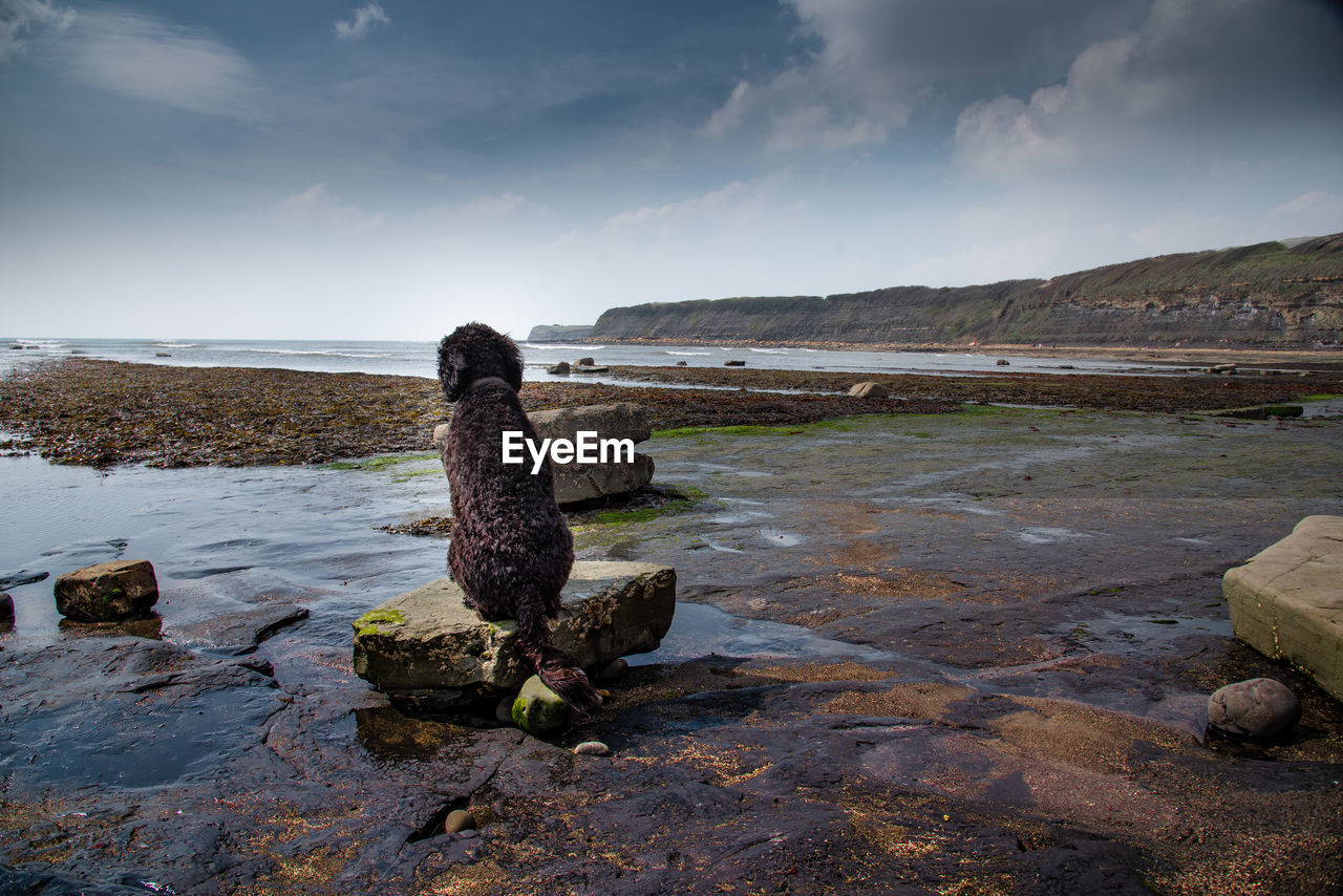 Labradoodle staring out to sea at kimmeridge bay, dorset