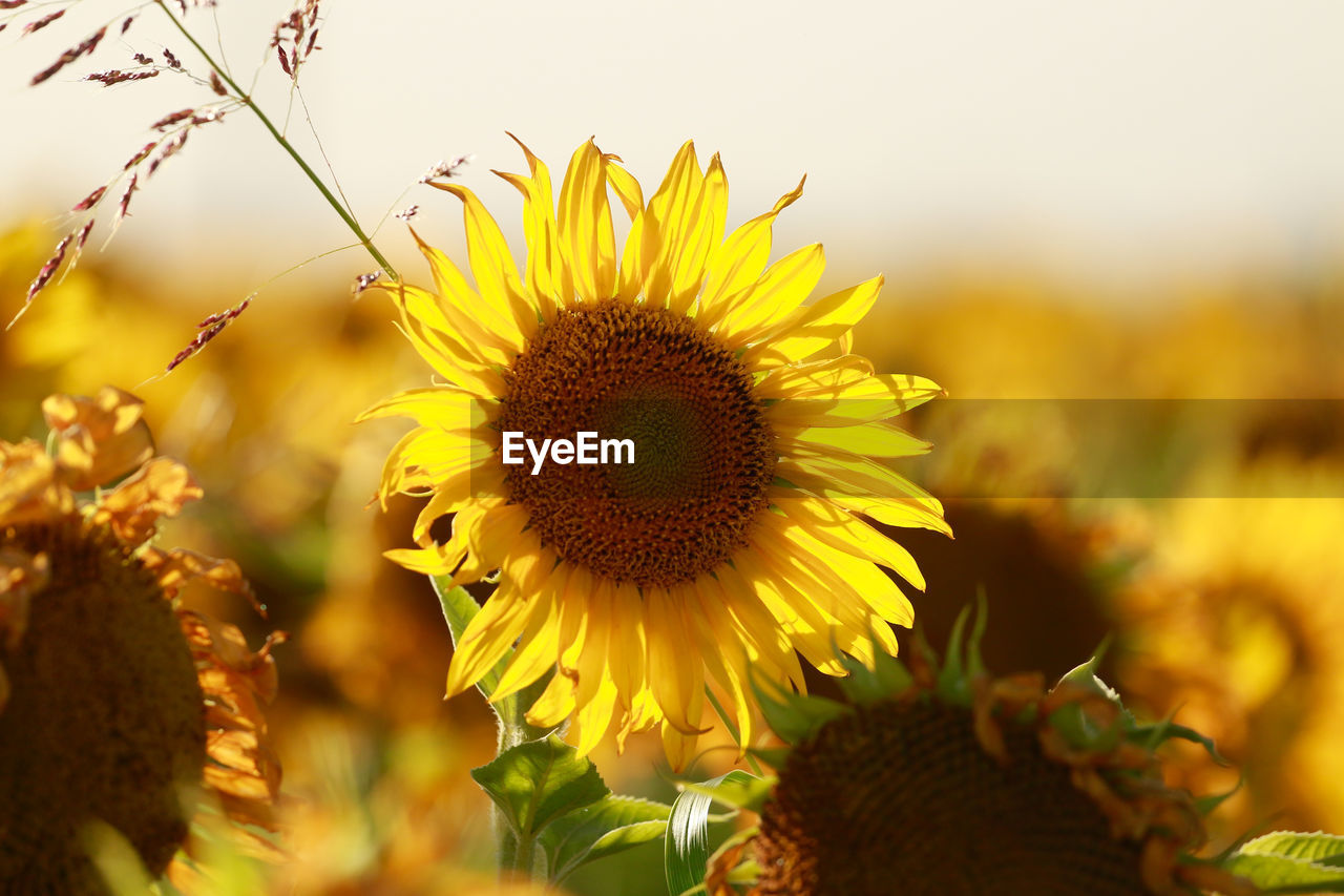 CLOSE-UP OF SUNFLOWER