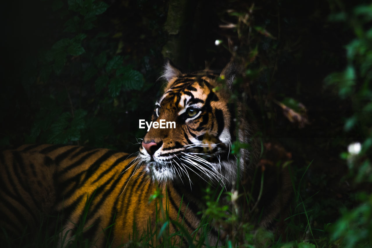 Full length of a tiger looking away in forest