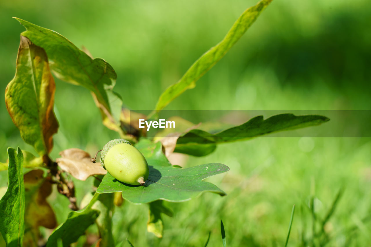 View of green acorns on an oak tree.