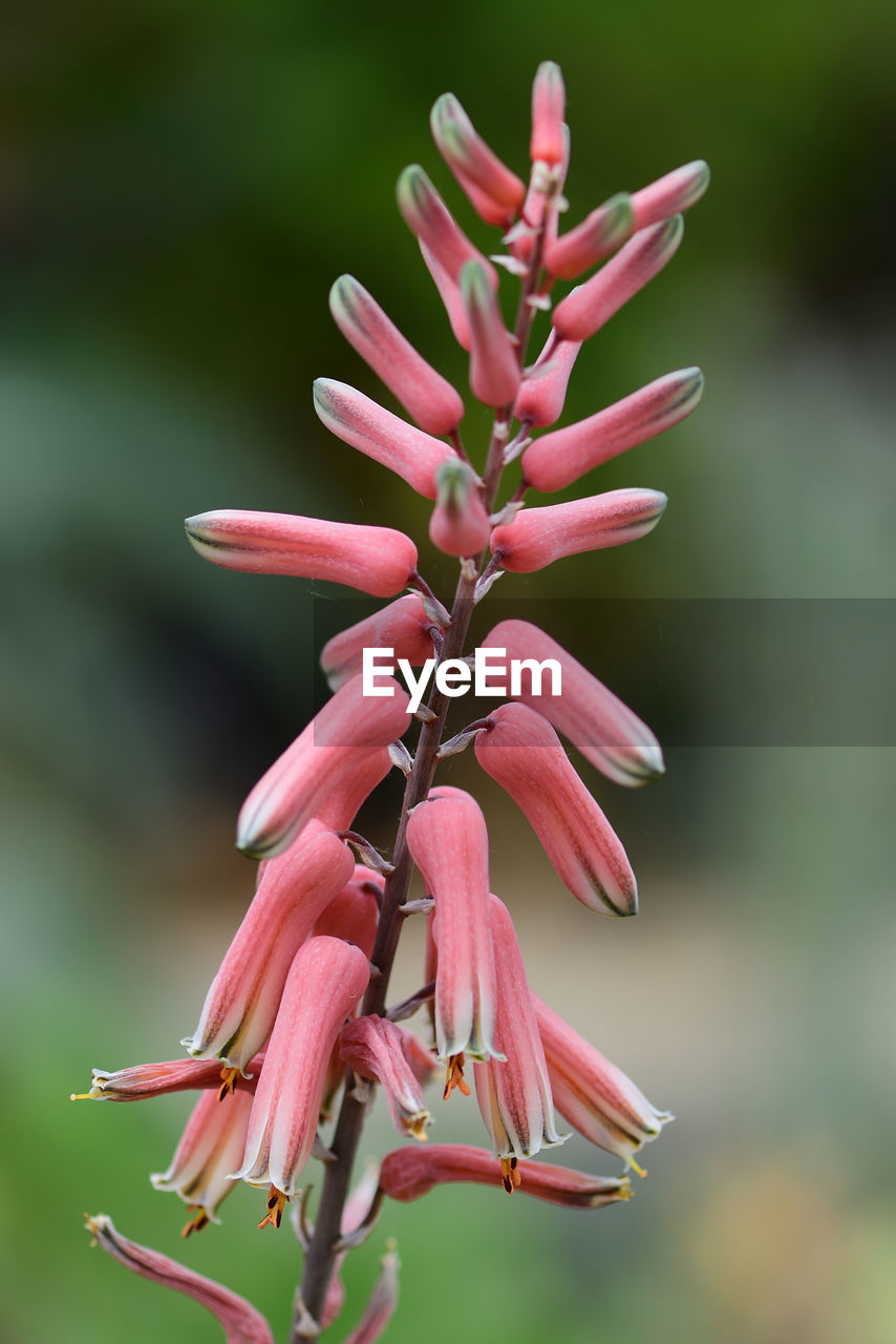 Close up of a flower on an aloe jucunda plant