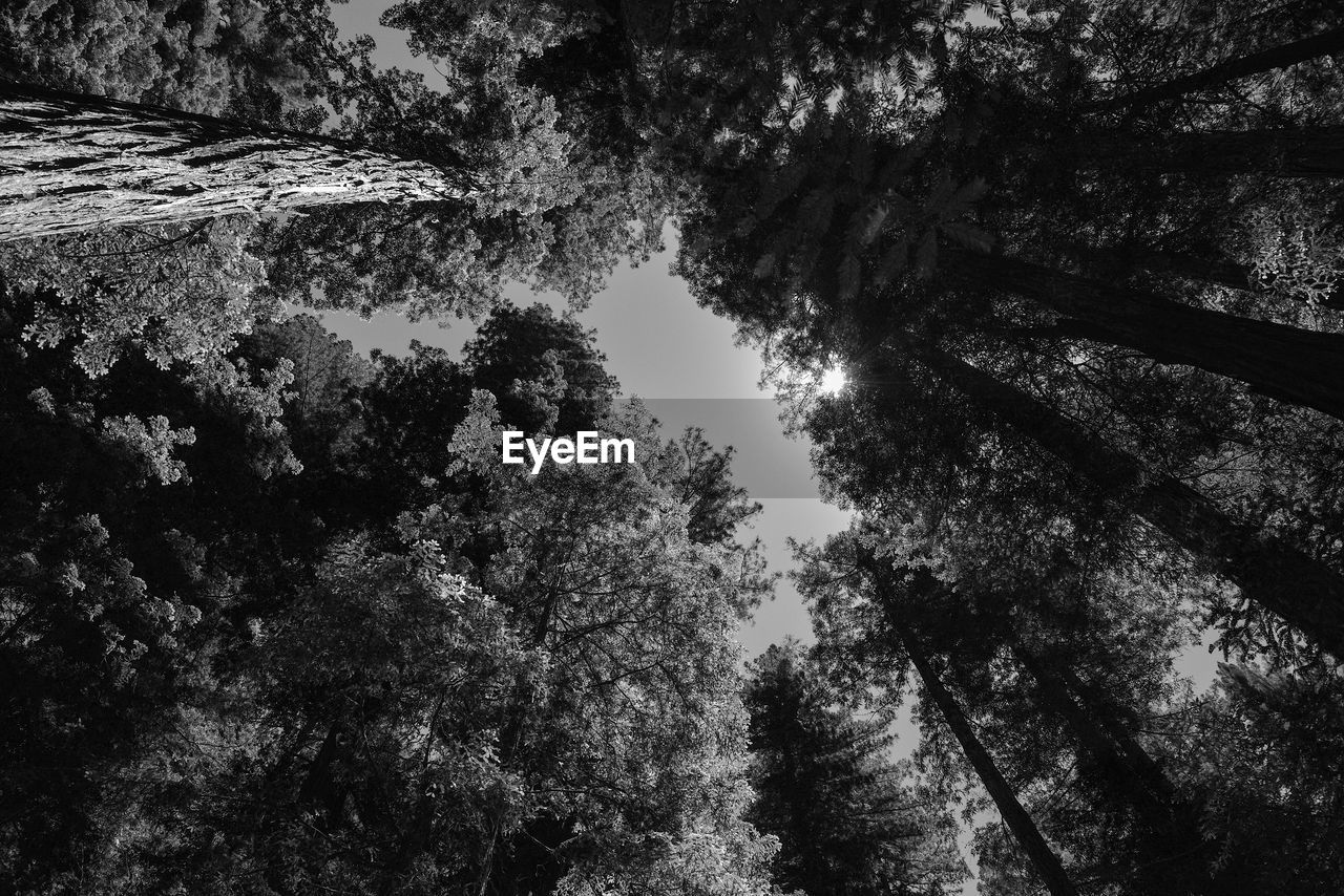 Low angle view of trees in forest against sky