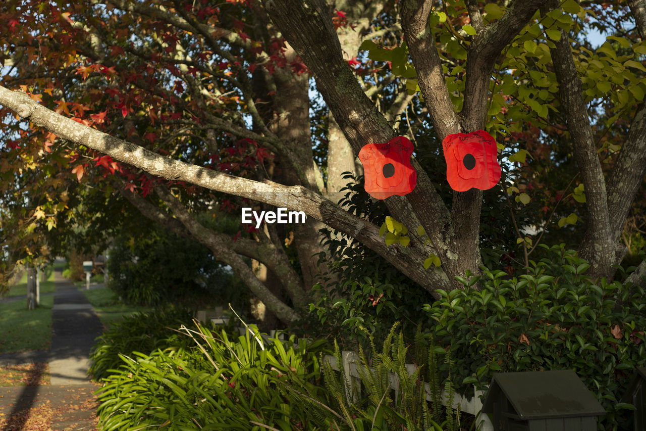 VIEW OF A RED FLOWER