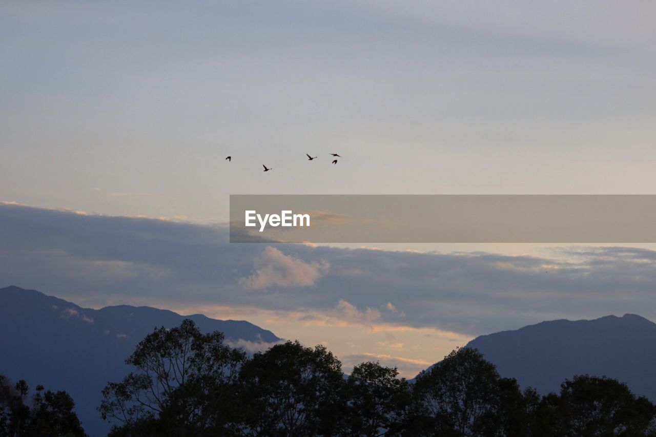 Low angle view of silhouette birds flying against sky