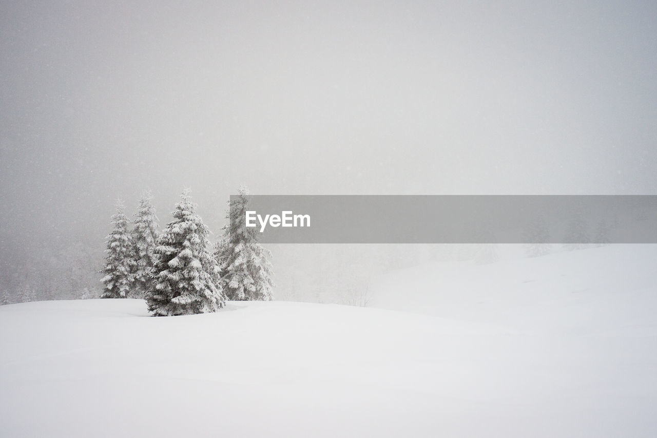 Trees on snow covered landscape